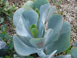 COTYLEDON orbiculata