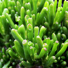 CRASSULA ovata Hobbit