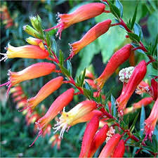 CUPHEA melvillea