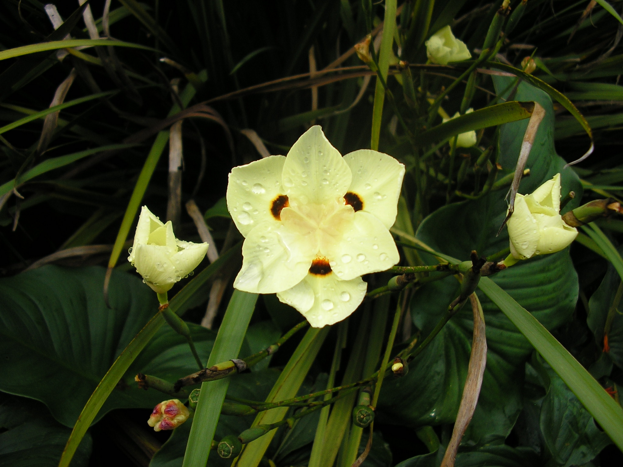 DIETES bicolor