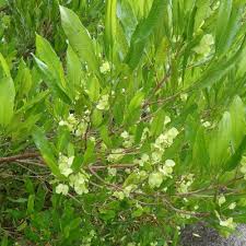 DODONAEA viscosa