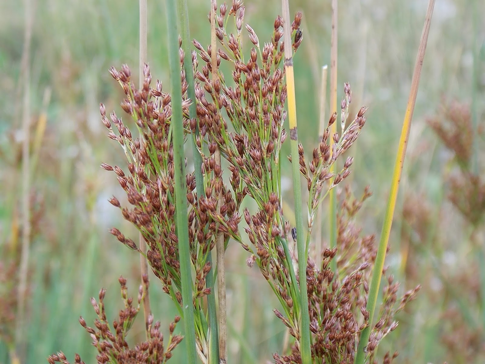 JUNCUS inflexus