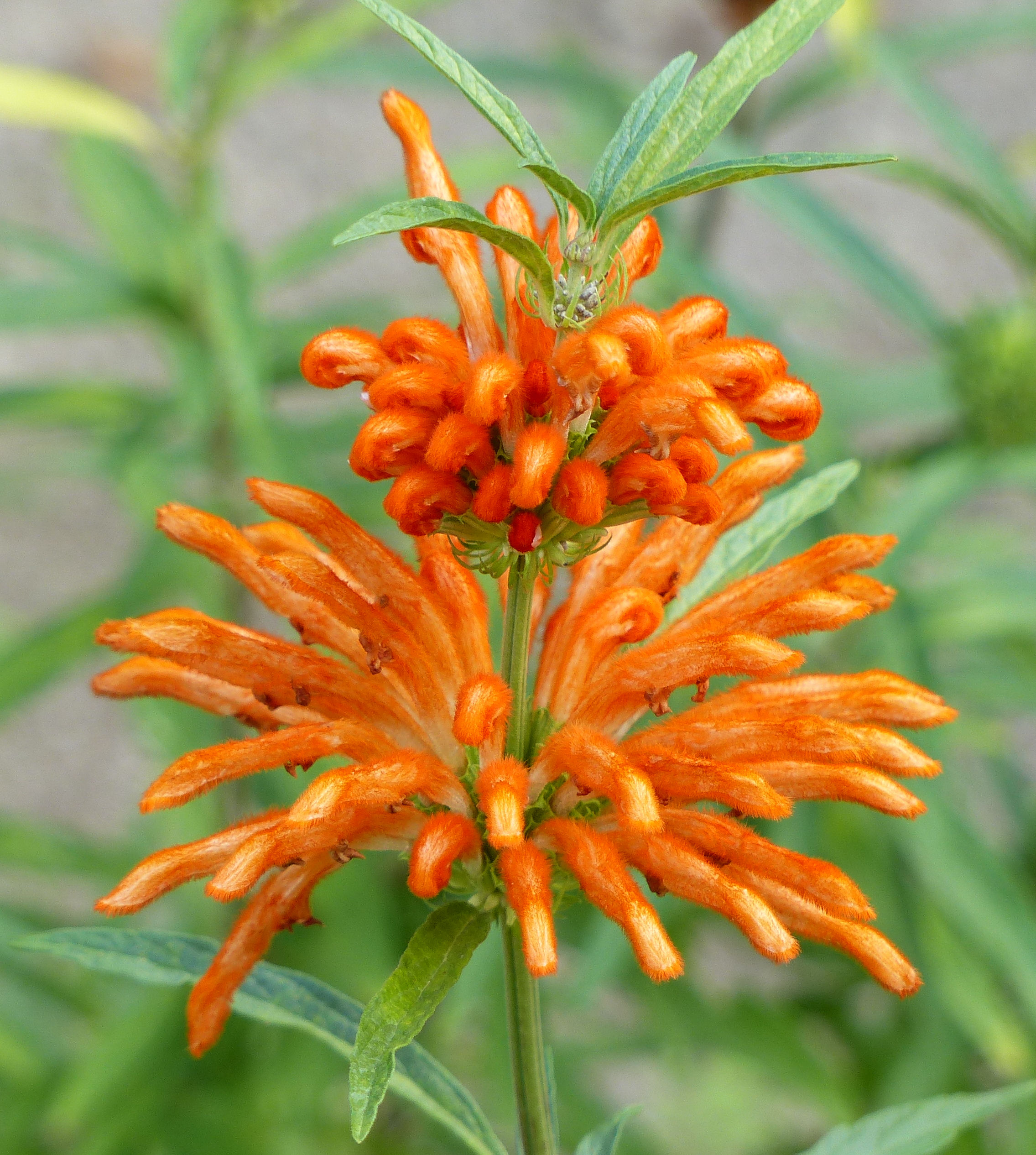 LEONOTIS leonurus