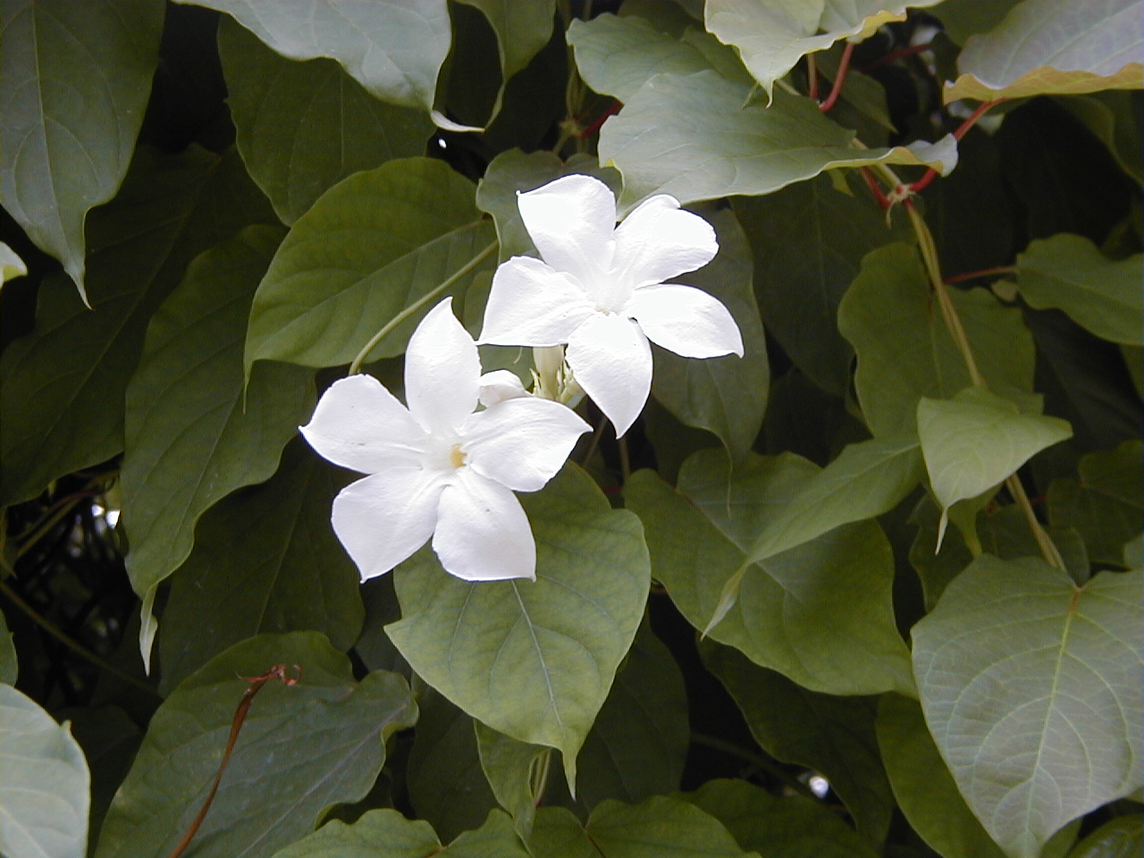 MANDEVILLA lactea suaveolens