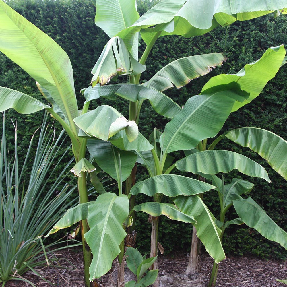 MUSA basjoo 'Sakhalin' (M. japonica Sakhalin)