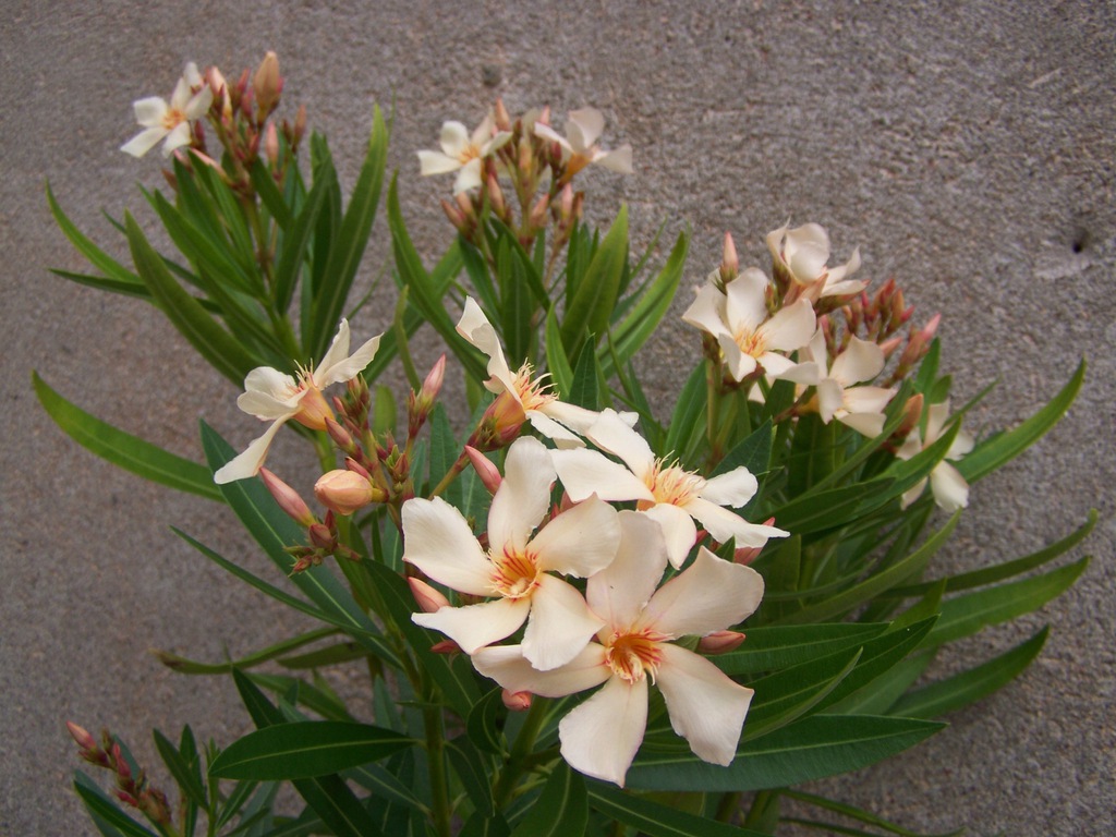 NERIUM oleander  Angiolo Pucci