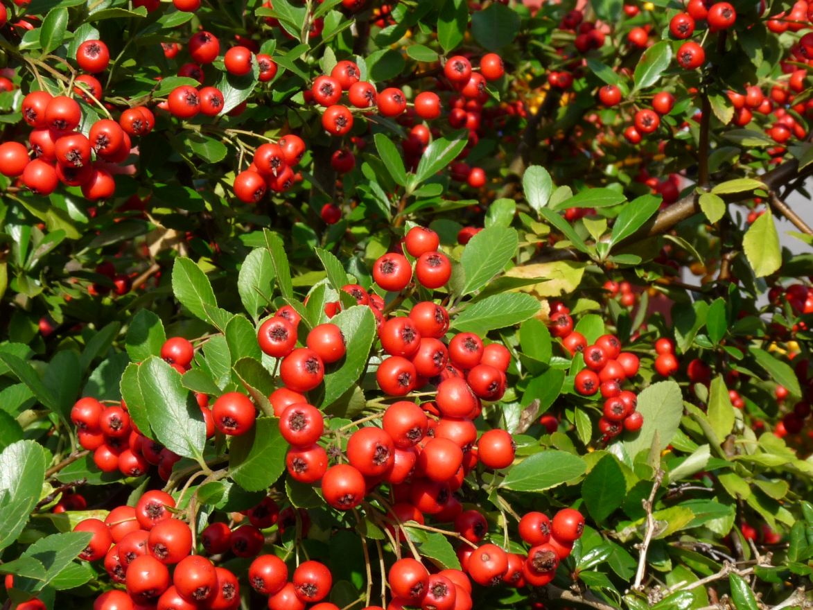 PYRACANTHA 'Mohave'