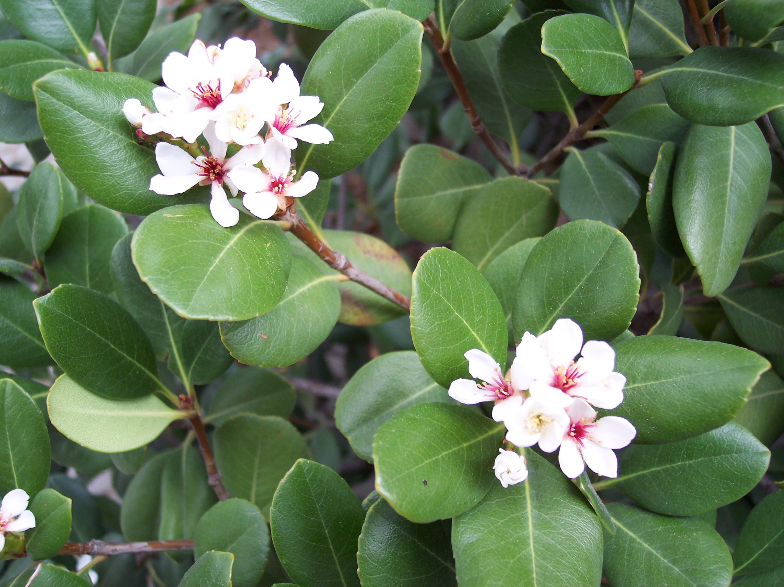 RAPHIOLEPIS umbellata