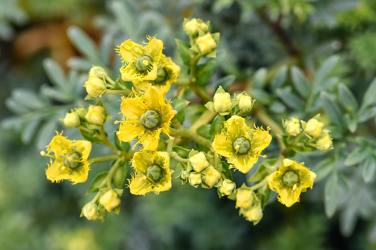 RUTA chalepensis