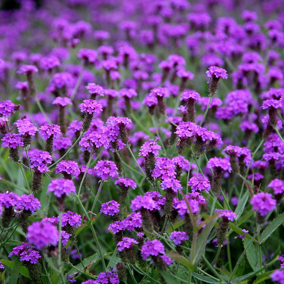 VERBENA rigida