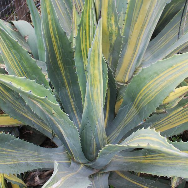 AGAVE americana Striata