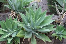 AGAVE attenuata