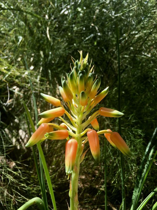 ALOE cooperi