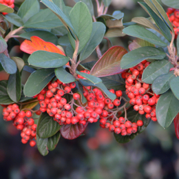 COTONEASTER lacteus