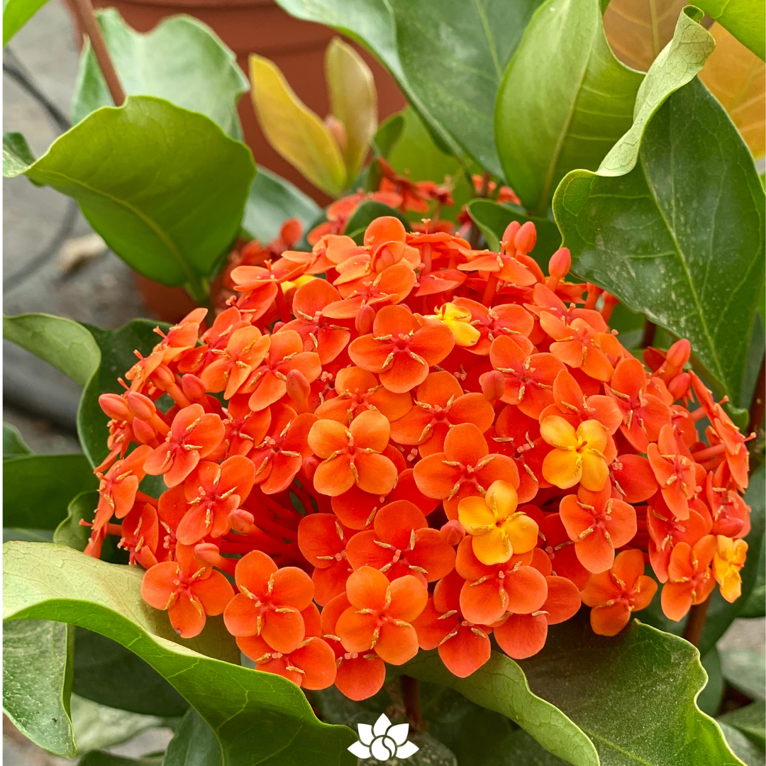 IXORA coccinea