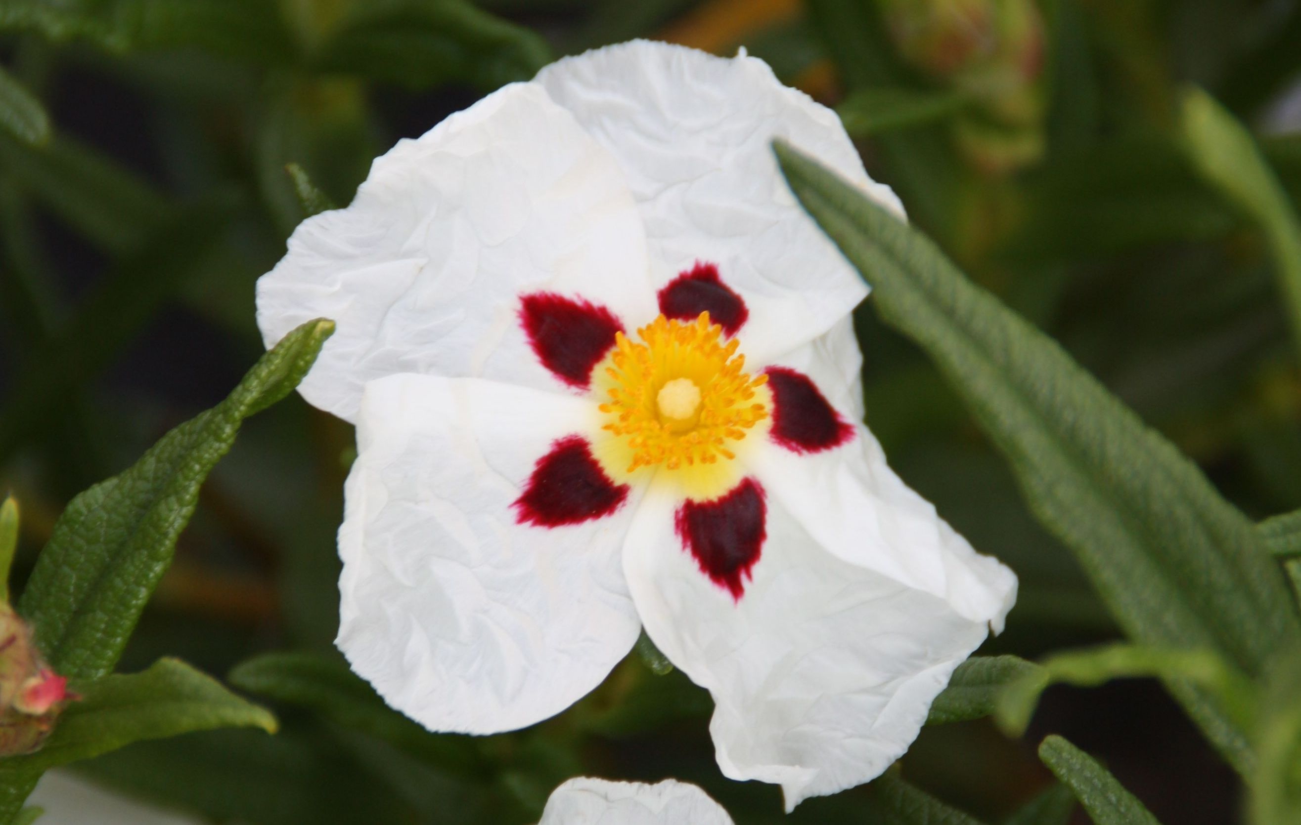 CISTUS x stenophyllus