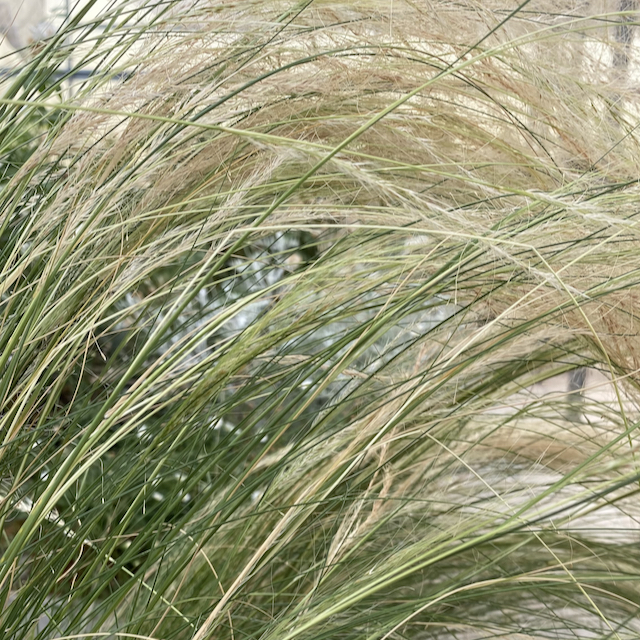 STIPA tenuifolia