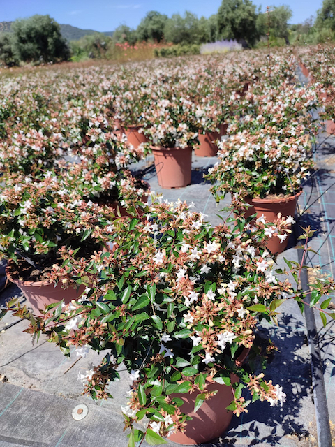 ABELIA x grandiflora