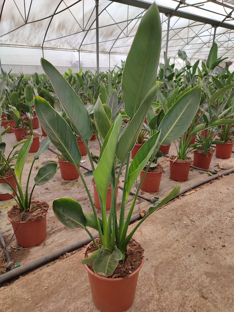 STRELITZIA reginae