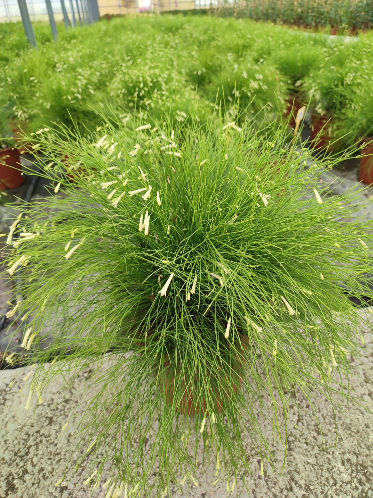 RUSSELIA juncea alba