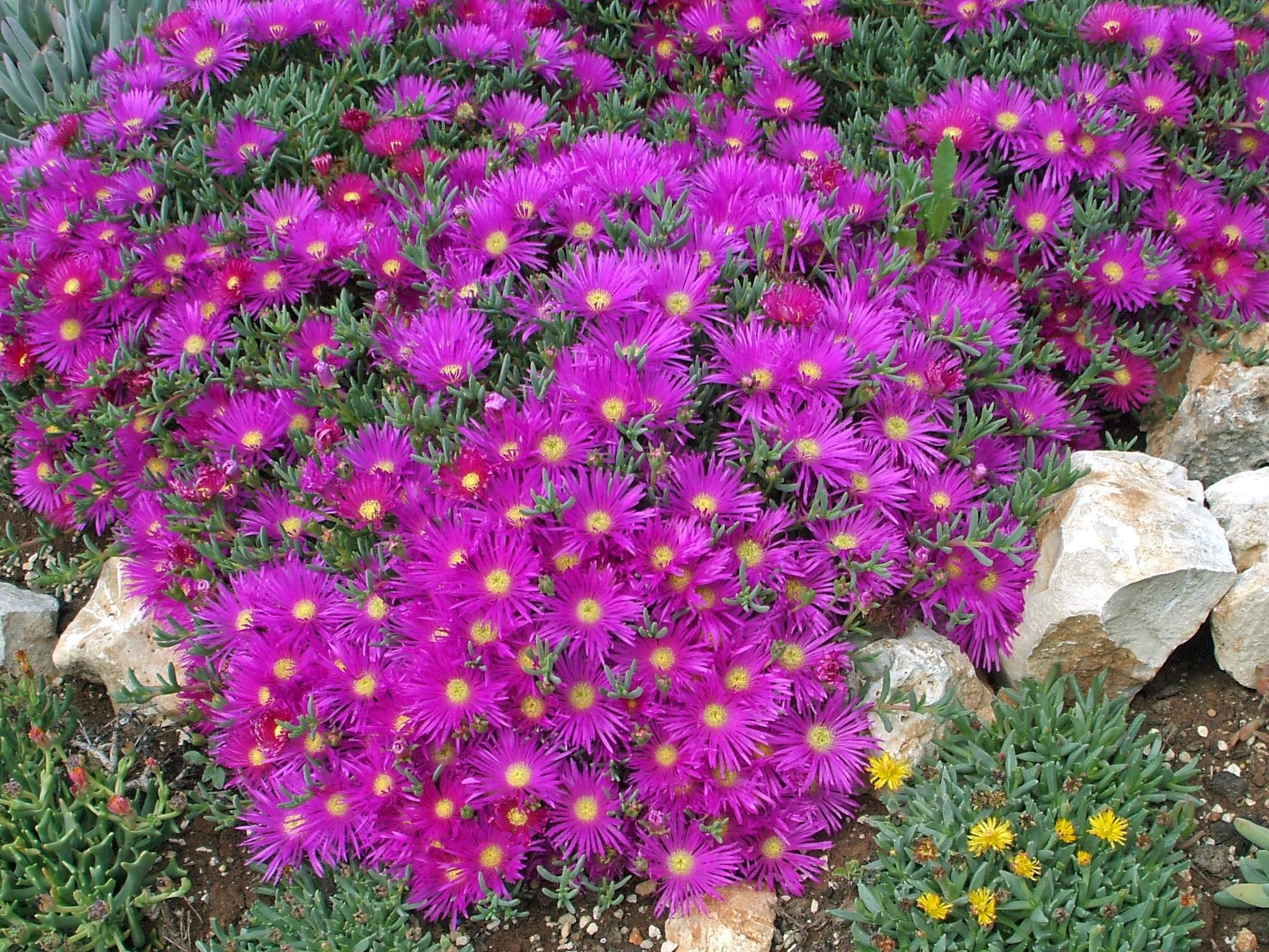 LAMPRANTHUS roseus