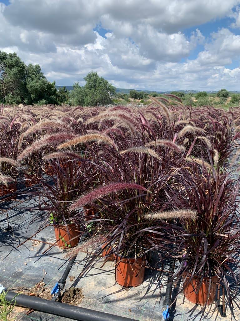 PENNISETUM setaceum Rubrum