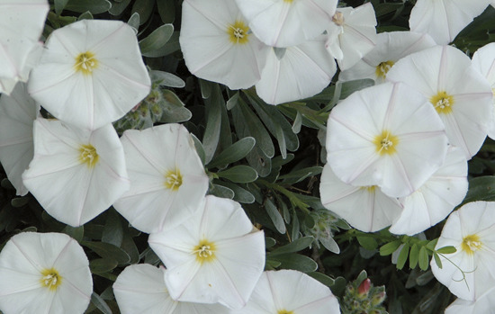 CONVOLVULUS cneorum