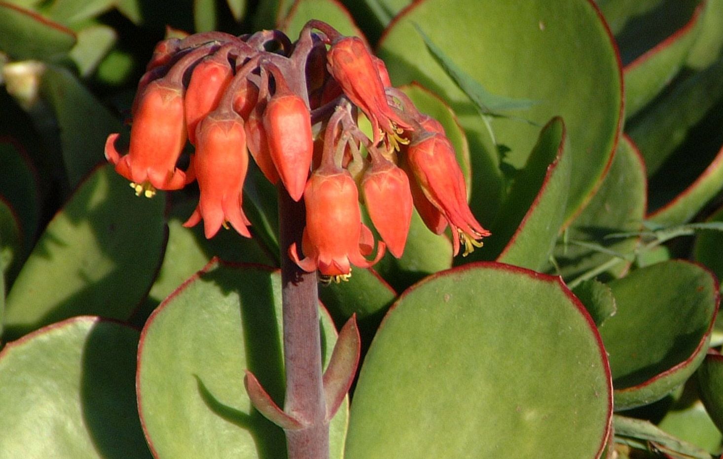 COTYLEDON macrantha