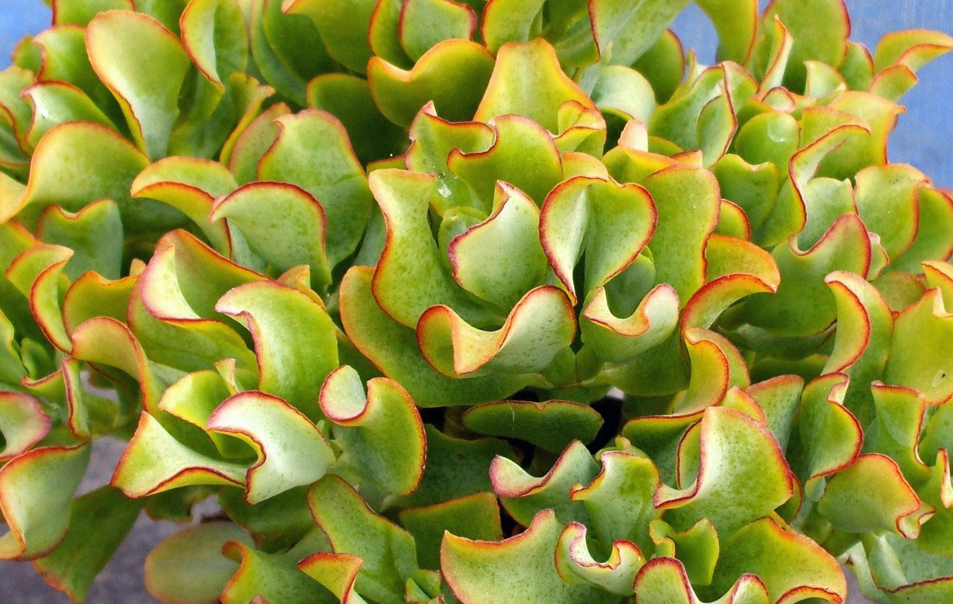 CRASSULA argentea