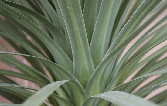 DRACENA indivisa (=Cordyline Australis)