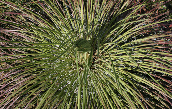 AGAVE geminiflora