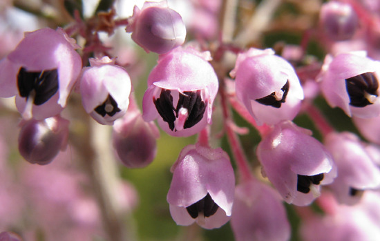 ERICA canaliculata