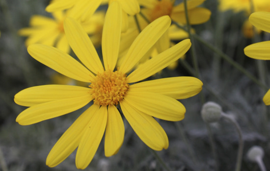 EURYOPS pectinatus