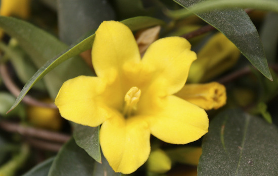 GELSEMIUM sempervirens
