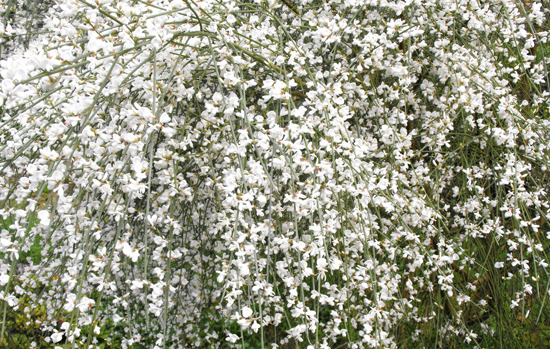 GENISTA monosperma (=Retama monosperma)