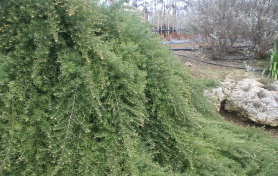 GREVILLEA crithmifolia