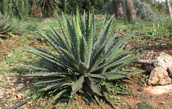 AGAVE xylonacantha