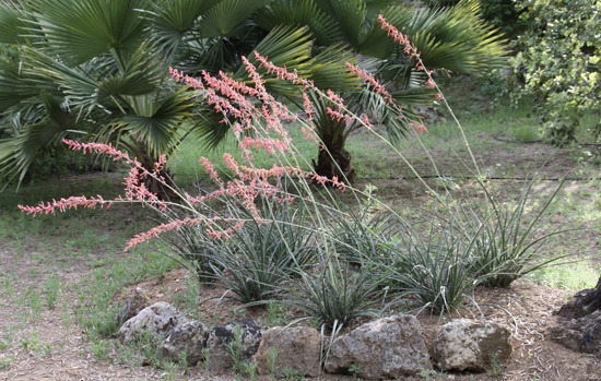 HESPERALOE parviflora