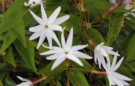 JASMINUM nitidum