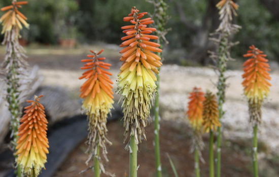 KNIPHOFIA uvaria