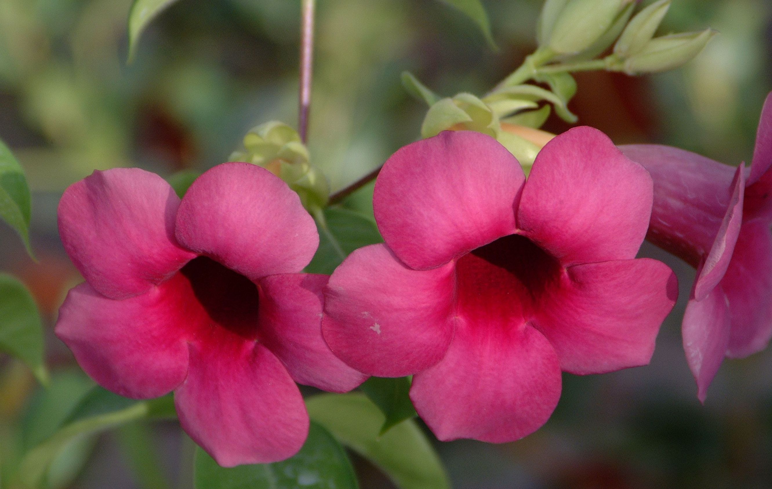 ALLAMANDA violacea
