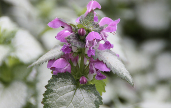 LAMIUM maculatum
