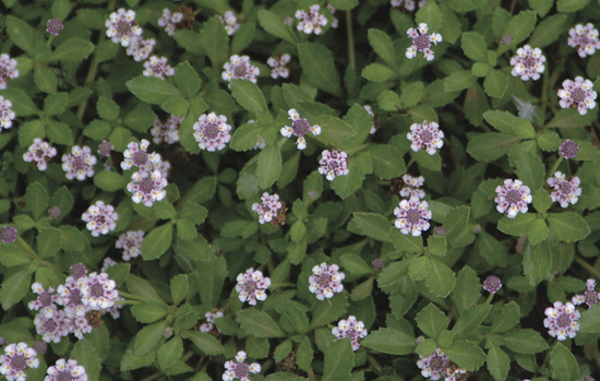 LIPPIA repens (=Phyla nodiflora)