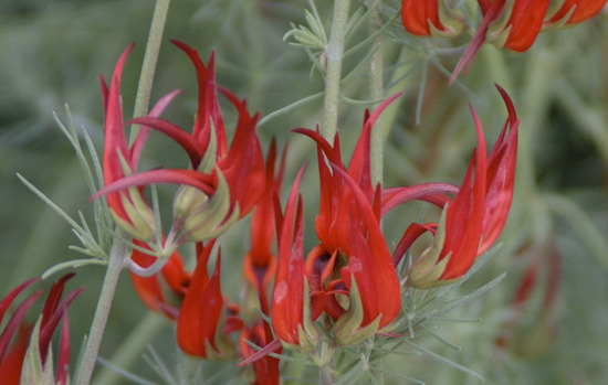 LOTUS berthelotii