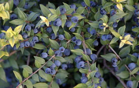 MYRTUS communis