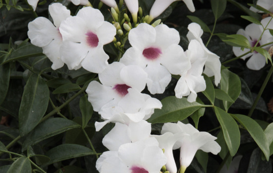 PANDOREA jasminoides