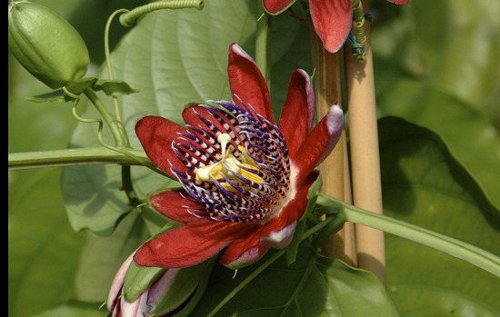 PASSIFLORA quadrangularis