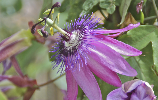 PASSIFLORA vitifolia