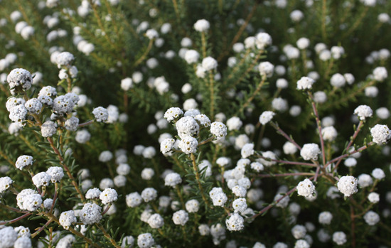 PHYLICA ericoides