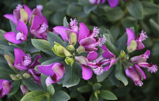 POLYGALA myrtifolia